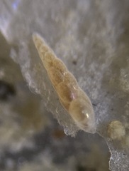 Eubuliminella exilis