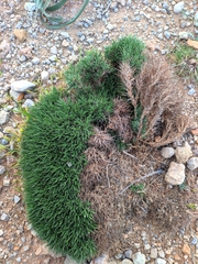 Astragalus balearicus