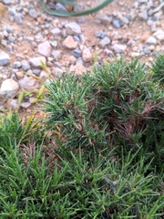 Astragalus balearicus