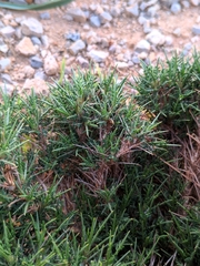 Astragalus balearicus