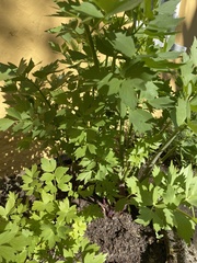 Levisticum officinale