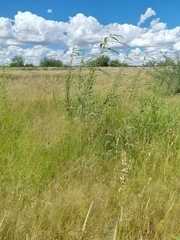 Sesbania sphaerocarpa