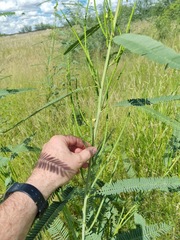 Sesbania sphaerocarpa