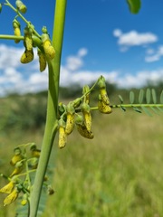 Sesbania sphaerocarpa