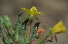 Camissoniopsis intermedia