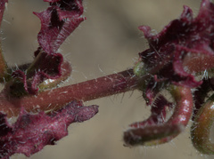 Camissoniopsis intermedia