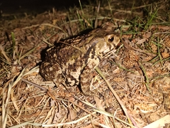 Bufo gargarizans