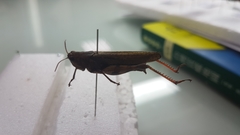 Xenocatantops brachycerus