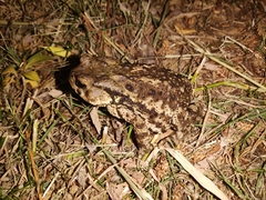 Bufo gargarizans