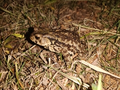 Bufo gargarizans