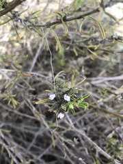 Psoralea uncinata