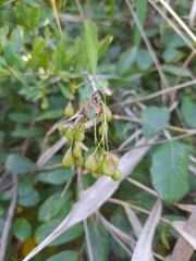 Gymnosporia maranguensis