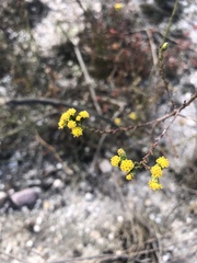 Marasmodes dummeri