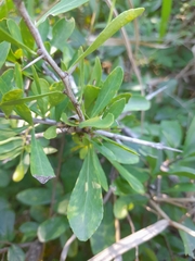 Gymnosporia maranguensis