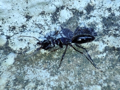Odontomachus troglodytes