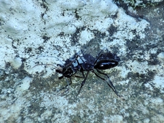 Odontomachus troglodytes