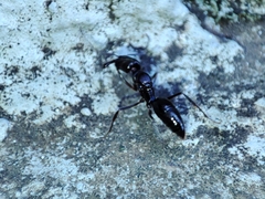 Odontomachus troglodytes
