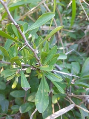 Gymnosporia maranguensis