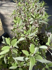 Salvia officinalis