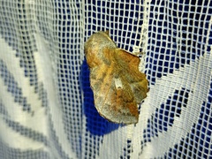 Phyllodesma ilicifolia