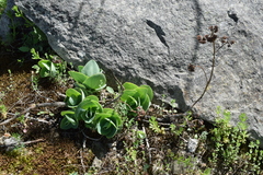 Hylotelephium caucasicum