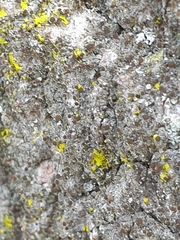 Chaenotheca phaeocephala