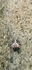 Thelacantha brevispina