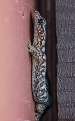 Amalosia lesueurii