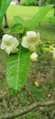 Tabernaemontaninae