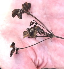 Nanobubon hypogaeum