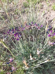 Astragalus vesicarius