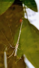 Tetragnatha hasselti