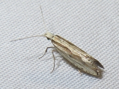 Plutella porrectella