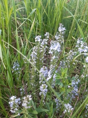 Veronica austriaca