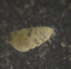 Bolivina compacta