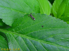 Teleopsis quadriguttata