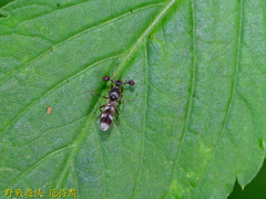 Teleopsis quadriguttata