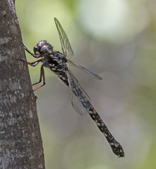 Austroaeschna subapicalis