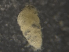 Bolivina compacta
