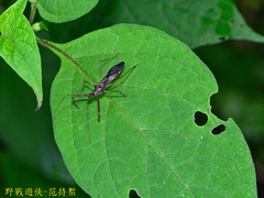 Epidaus sexspinus