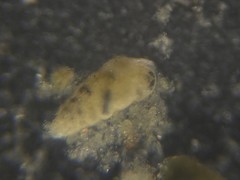 Bolivina compacta