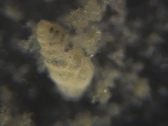 Bolivina compacta