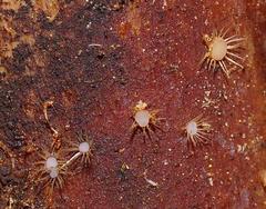 Hispidula dicksoniae