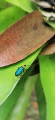 Prionocerus coeruleipennis