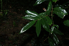 Wilkiea macrophylla