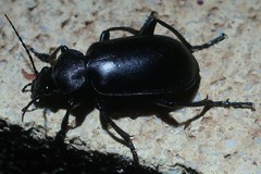Calosoma maderae