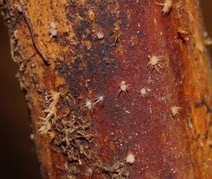 Hispidula dicksoniae