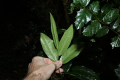 Wilkiea macrophylla