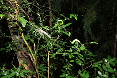 Wilkiea macrophylla