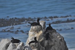 Phalacrocorax neglectus